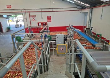 Nova certificação da maçã reduz custos para produtores de SC